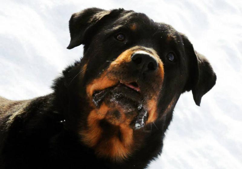 Alpha female German Rottweiler. Alpha female German Rottweiler.