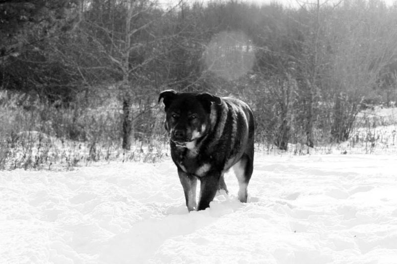 Alpha male German Shepherd and Rottweiler mix Alpha male German Shepherd and Rottweiler mix