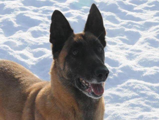 Beau, 780 Kennels founder. Beau, 780 Kennels founder.