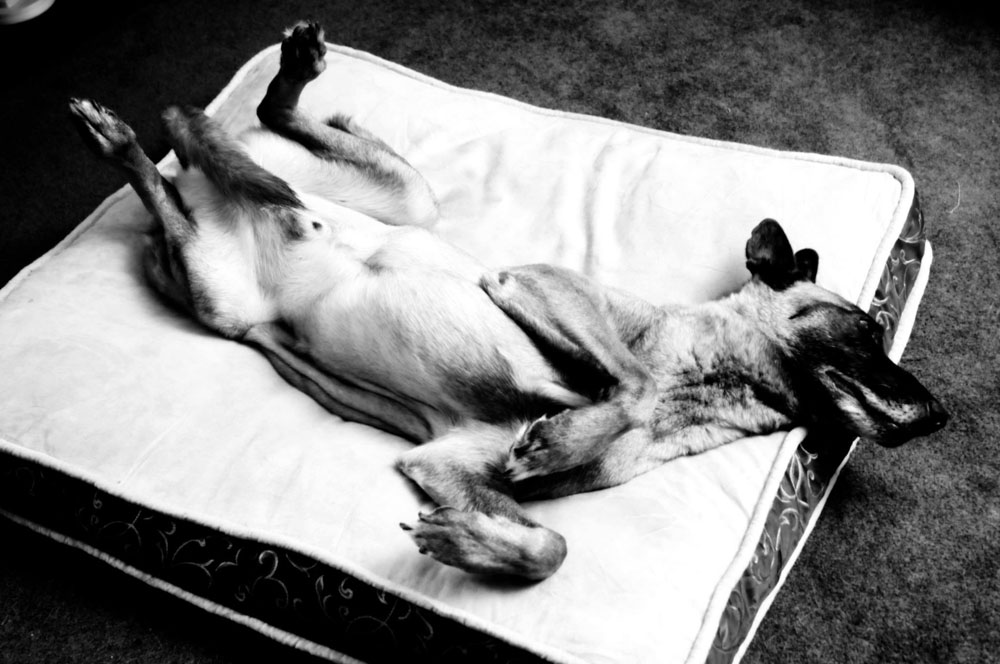 Beau the Belgian Malinois relaxing on his comfy bed. Beau the Belgian Malinois relaxing on his comfy bed.