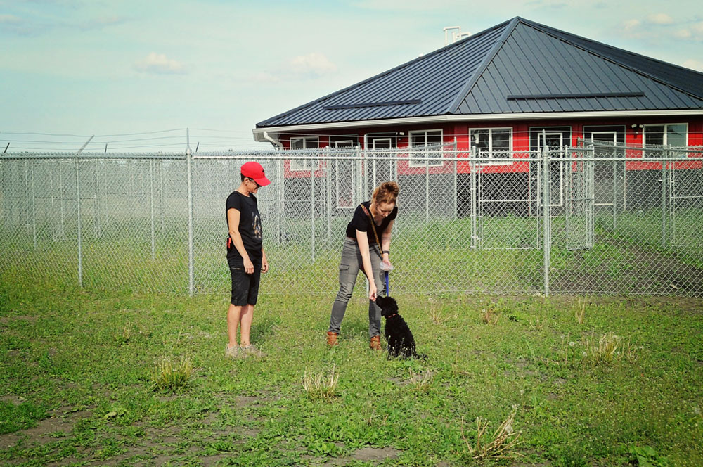Dog trainer mentoring at 780 Kennels Dog trainer mentoring at 780 Kennels