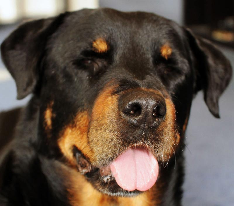 Jabba, 780 Kennels founder. Jabba, 780 Kennels founder.
