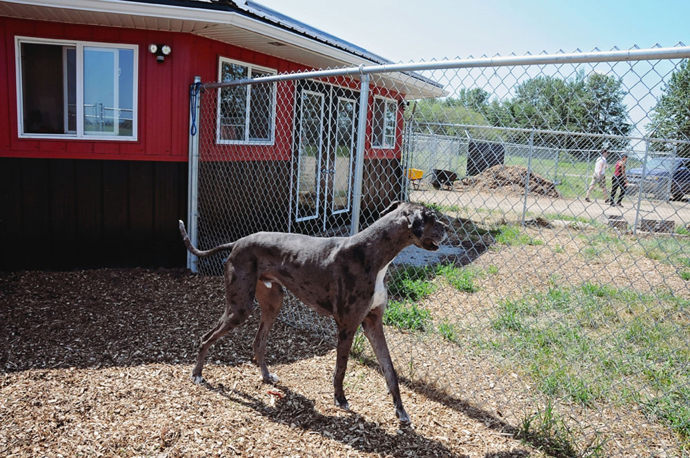 Karl the Great Dane at 780 Kennels Karl the Great Dane at 780 Kennels