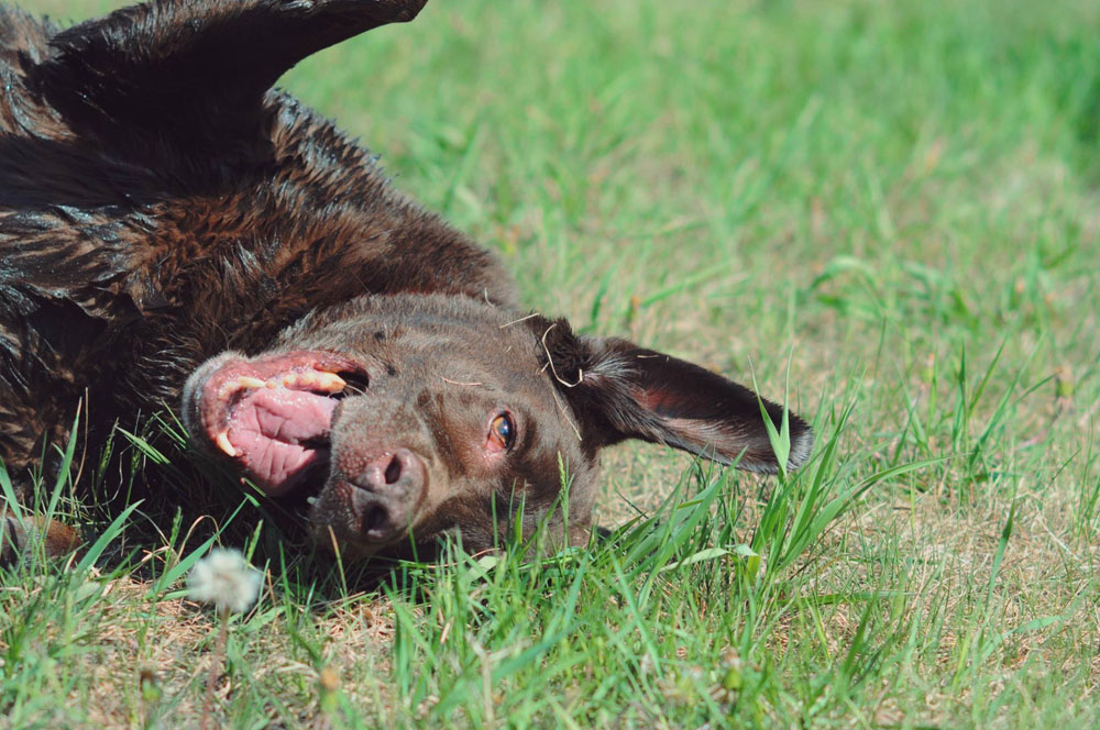 Kelso the Chocolate Lab Drying on the Grass After a Bath Kelso the Chocolate Lab Drying on the Grass After a Bath