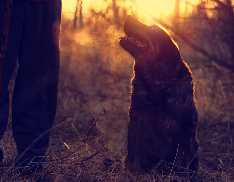 Lucky, founder of 780 Kennels. Lucky, founder of 780 Kennels.