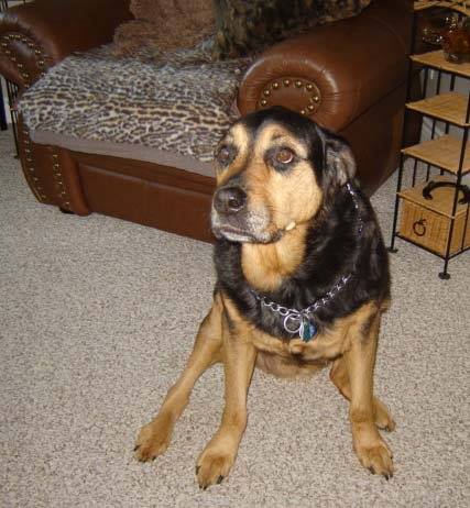 Mickey, Founder and God Mother of 780 Kennels. Mickey, Founder and God Mother of 780 Kennels.