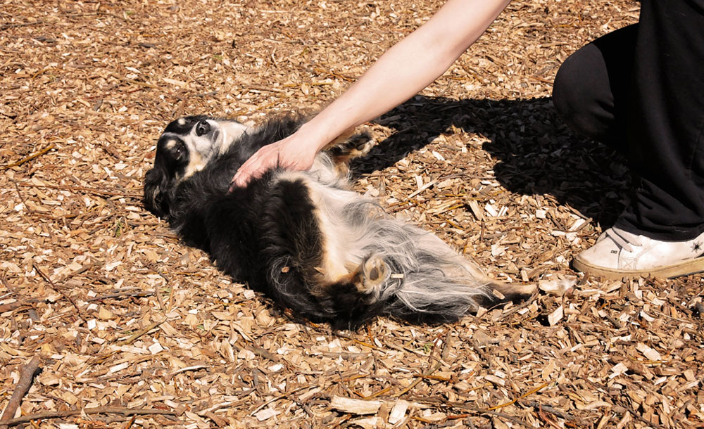 Mini Australian Shepherd Enrichment Time Mini Australian Shepherd Enrichment Time