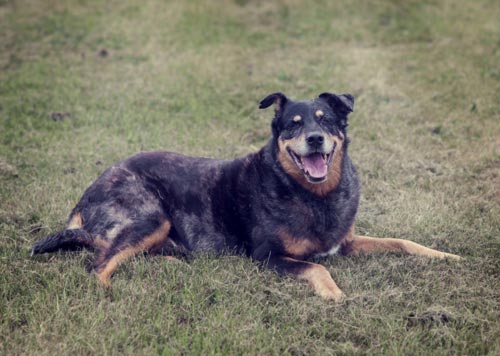 Rottweiler Blue Heeler rescue dog. Rottweiler Blue Heeler rescue dog.