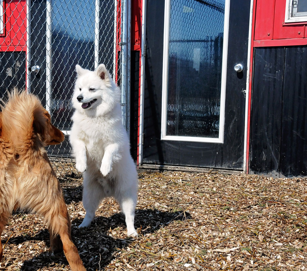 Safe canine socialization at 780 Kennels Safe canine socialization at 780 Kennels