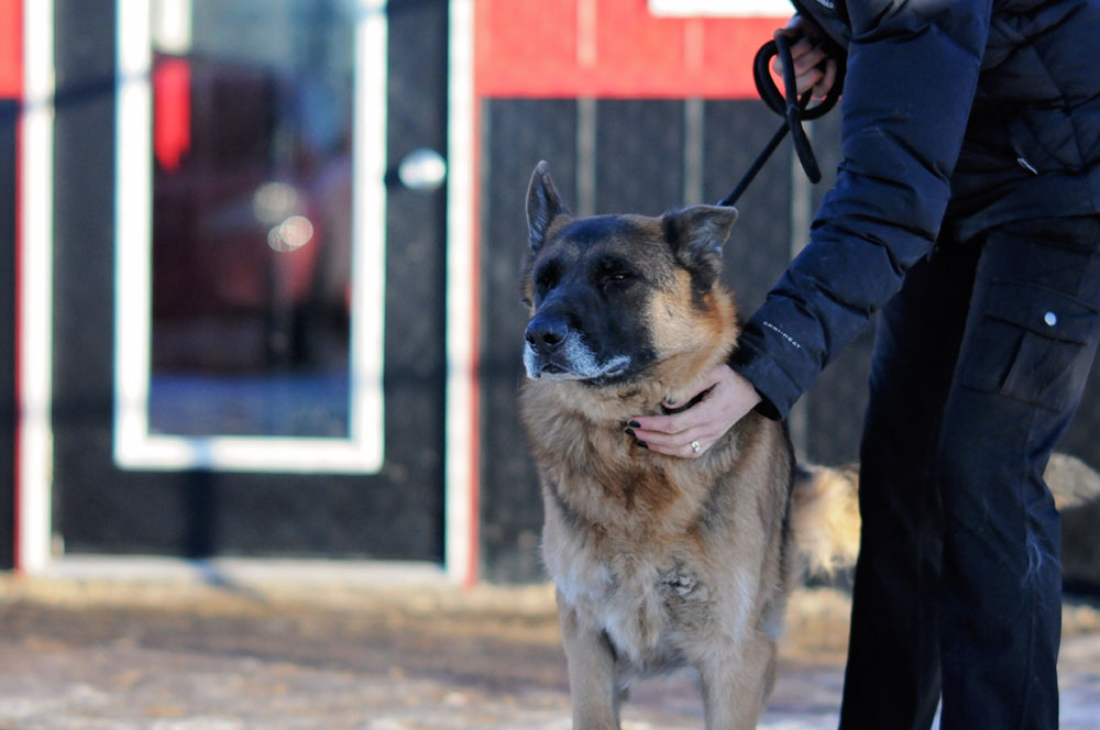 Senior German Shepherd training for the good canine citizen certification at 780 Kennels Senior German Shepherd training for the good canine citizen certification at 780 Kennels