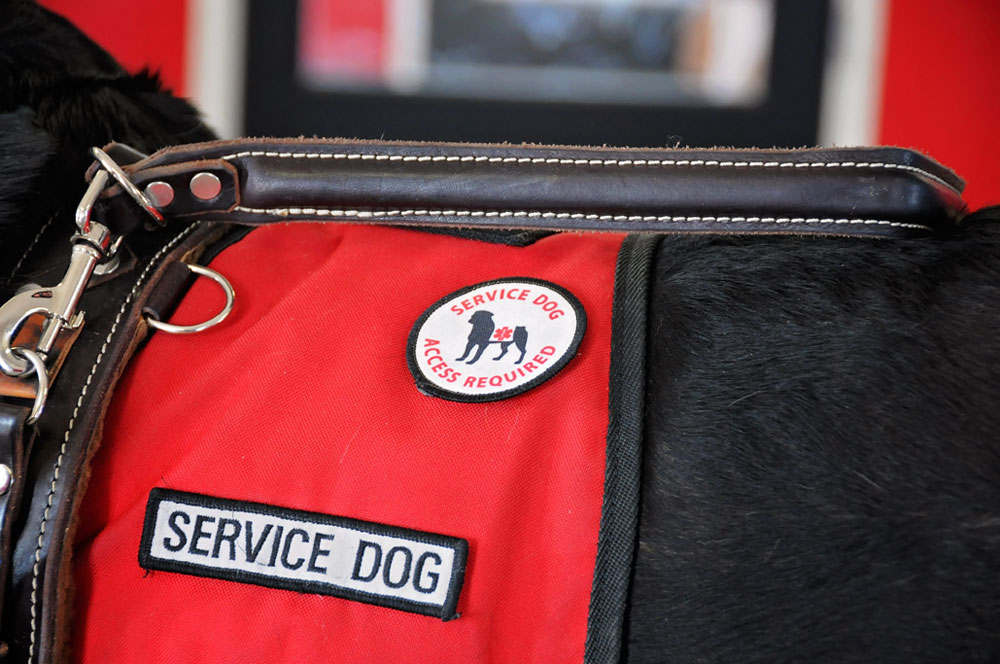Service dog vest on certified Rottweiler at 780 Kennels Service dog vest on certified Rottweiler at 780 Kennels