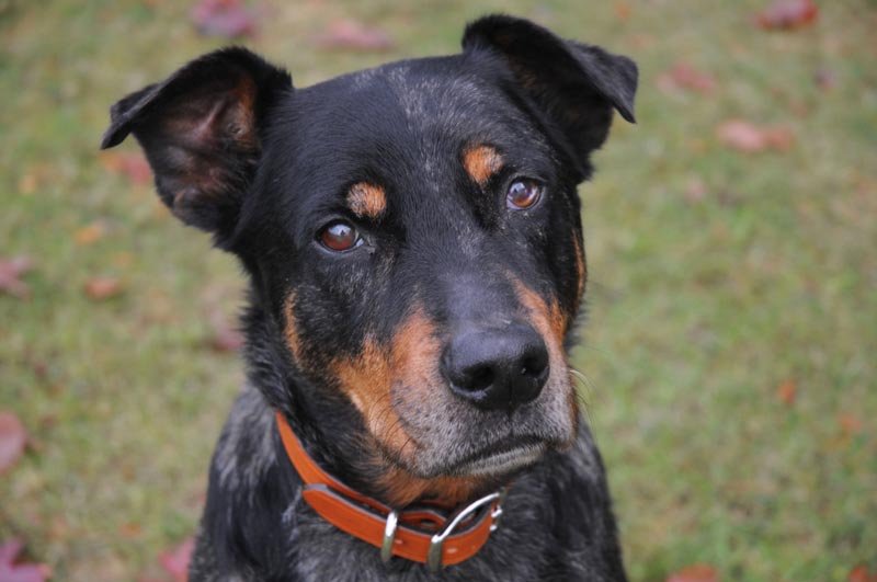 Shadow, 780 Kennels founder. Shadow, 780 Kennels founder.