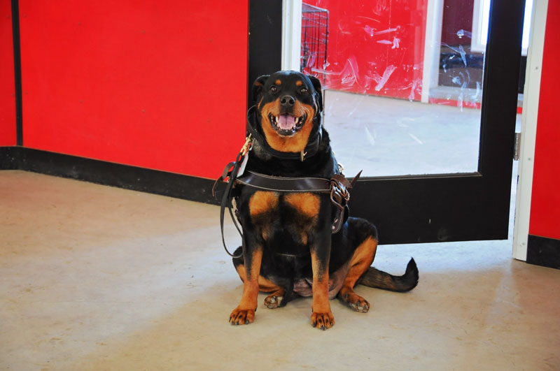 Alberta registered service Rottweiler dog practicing a sit.